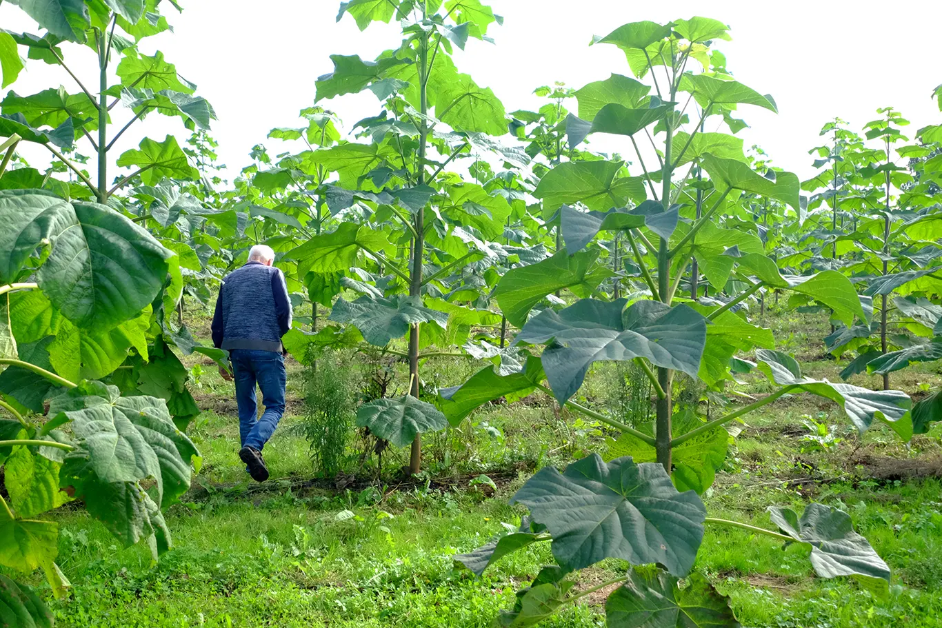 A grower walking between rows of young paulownia trees with their large leaves