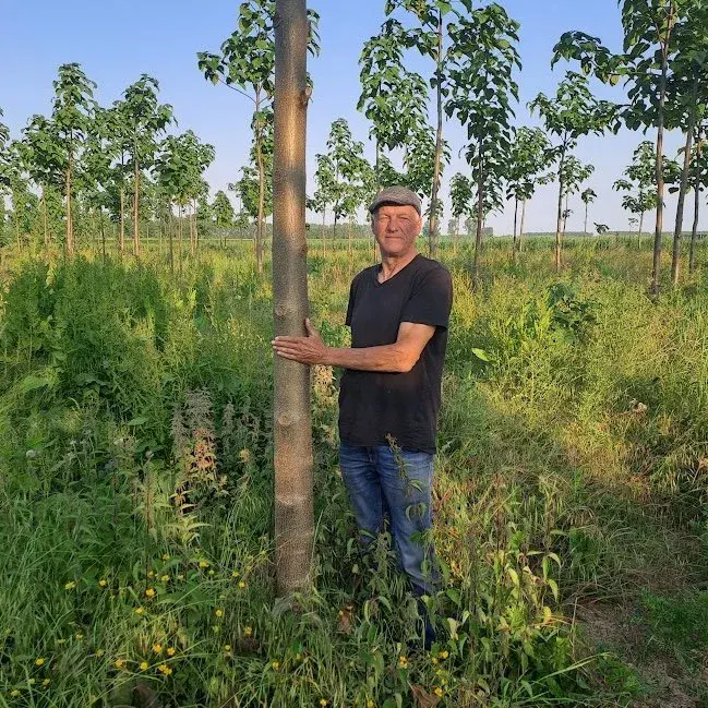 a grower beside a young paulownia tree in a plantation
